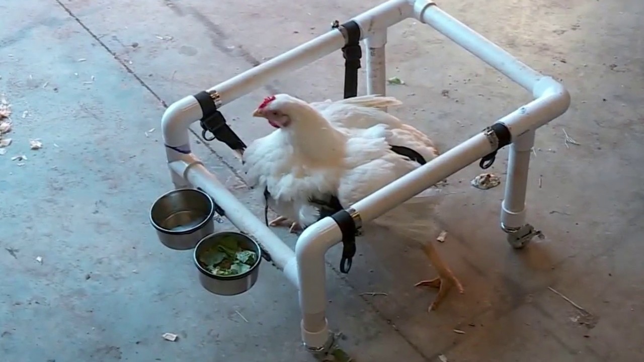 Overweight chicken gets around with help of wheelchair